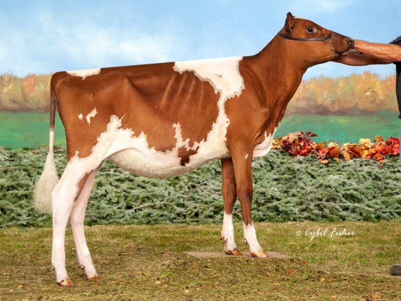Honourable Mention - Hawver-Crest Dont B Suspicious (Old-Bankstone JC Barclay) from Iager & Walton, Glamourview, USA