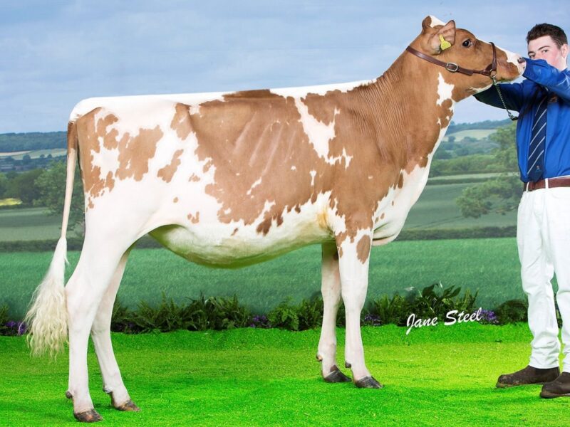 2nd Runner Up C2 - Holmeswood High Bella (Calderglen Highland Hero) Owned by A Rimmer UNITED KINGDOM