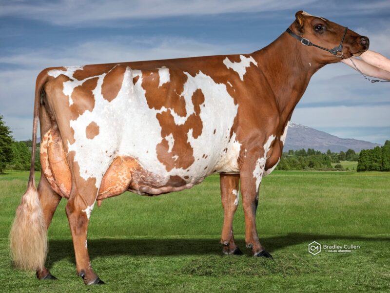 2nd Runner Up - I1 - Kiteroa Cream Predette ET- Owned by Kiteroa Ayrshires - Zane Kite (New Zealand)
