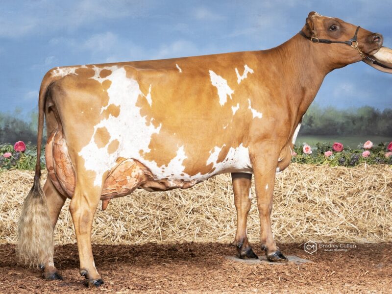 Runner Up (I1) Paschendaele Forever Gigi (Eagles Partnership) AUSTRALIA