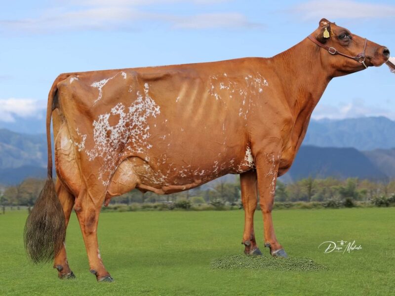 Winner - (I3) Sunshine Burdettes Dale (Sunshine Ayrshires B & N Lawson) NEW ZEALAND