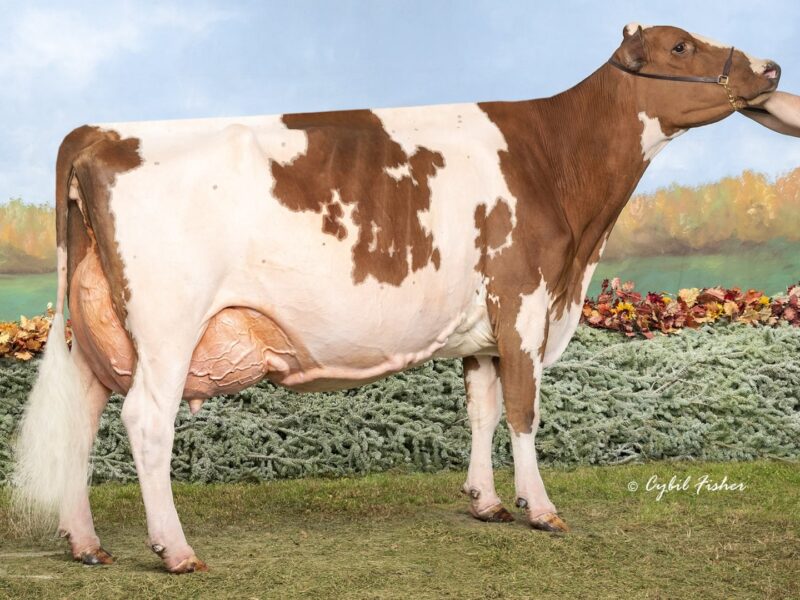 World Winner & The Peoples Choice Winner - I4 - Palmyra Predator B Ruthless - Owned by Kurt, Michelle & Cooper Wolf (United States of America)
