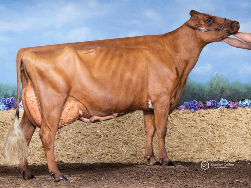 Champion & Public Vote winner - Parkville Burdette Katie, James Dillon, Australia