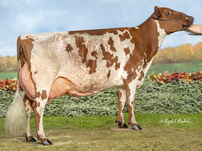 2nd Runner Up and The Peoples Choice Winner - (I5) Old-Bankston JC Banner (Lager & Walton) UNITED STATES OF AMERICA