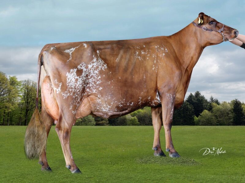 Reserve - Sunshine Burdettes Dale, Sunshine Ayrshires, NZ