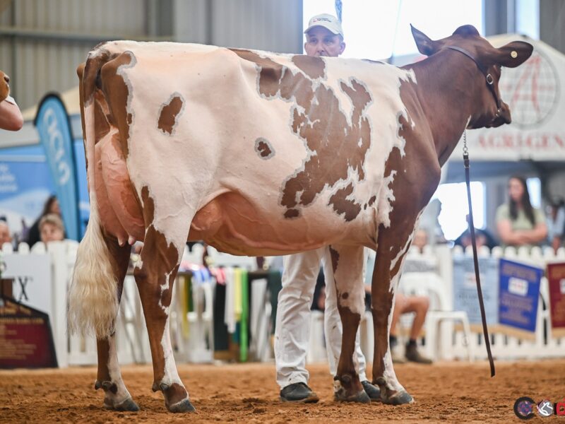 IDW Supreme Interbreed Champion