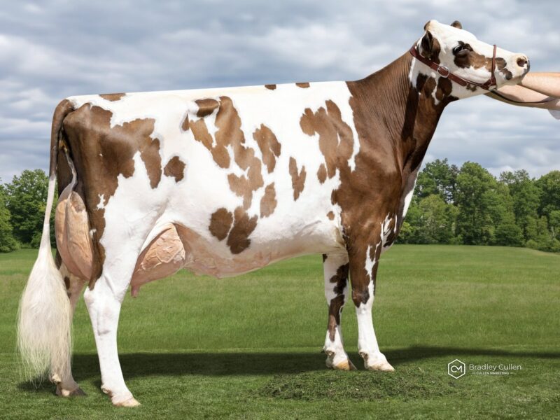 2nd Runner Up - J1 - Brookview Beer Secrecy - Owned by Brookview Genetics - Vince Steiner (New Zealand)