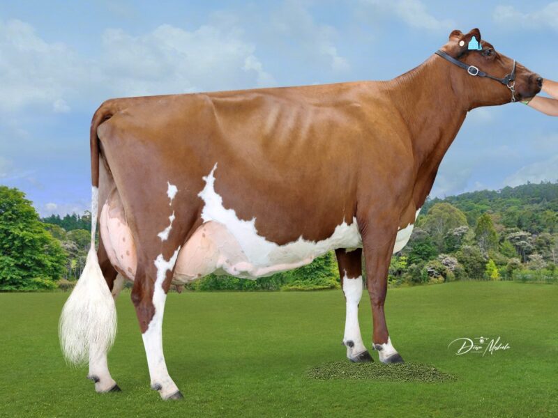 Honourable Mention - Brookview Lill Ed Secret, Brookview Genetics, NZ