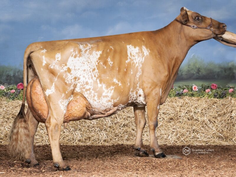 2nd Runner Up - (J1) Rockvale Burdette Locket 4 (Munden Farms) AUSTRALIA