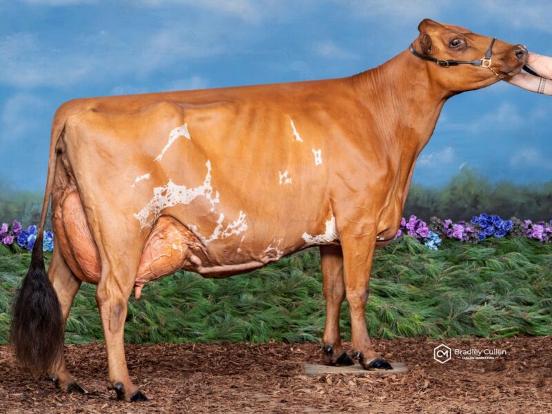 Runner Up - J2 - Geelunga Burdette Grace - Owned by Jalks Dairying (Australia)