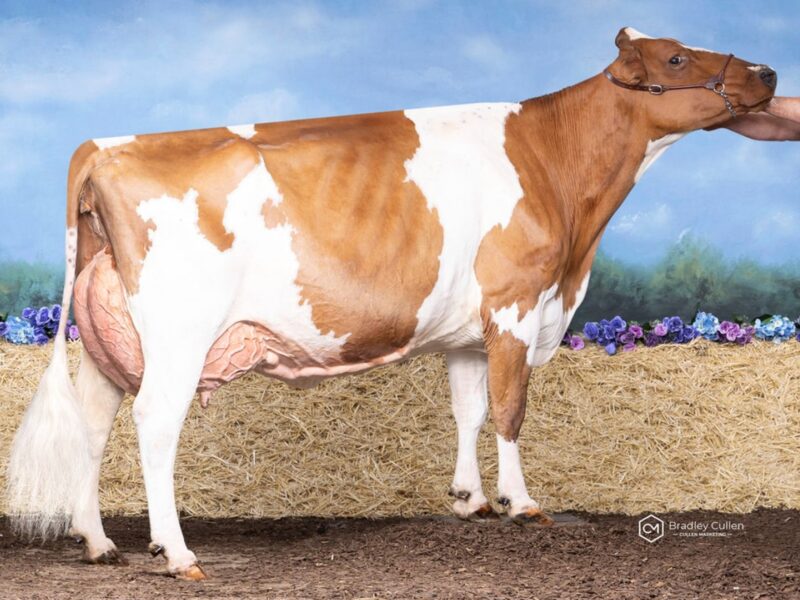 Champion & Public Vote winner - Magic Park Shady Maiden, Munden Farms, Australia