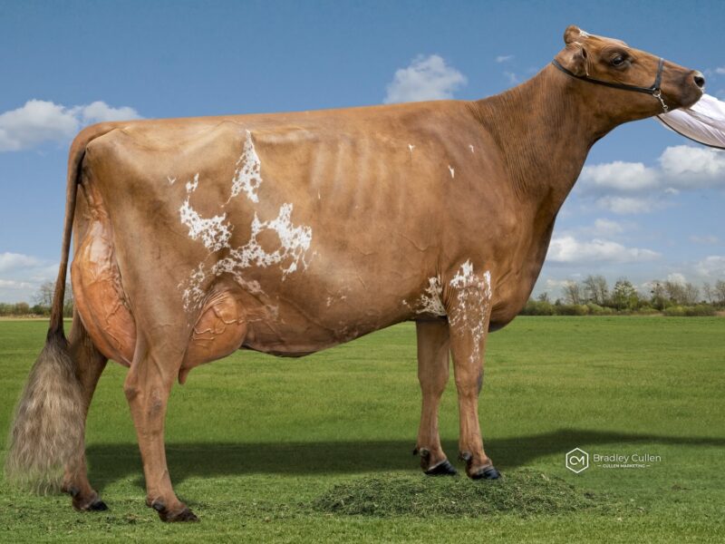 Winner and The Peoples Choice Winner - (J2) Pukekaraka Elle Delila (Gilbert Family) NEW ZEALAND
