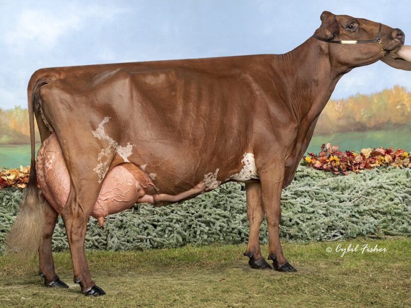 World Winner & The Peoples Choice Winner - J4 - Toppglen Wishful Thinking ET - Owned by Tanner, Brennan, Marissa & Logan Topp (United States of America)