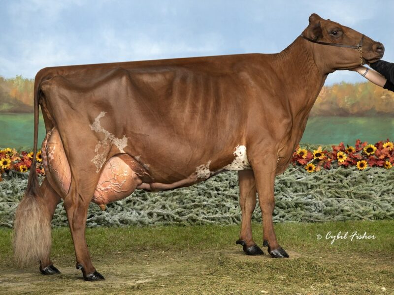 Reserve - Toppglen Wishful Thinking, Tanner, Brennan, Marissa & Logan Topp, USA