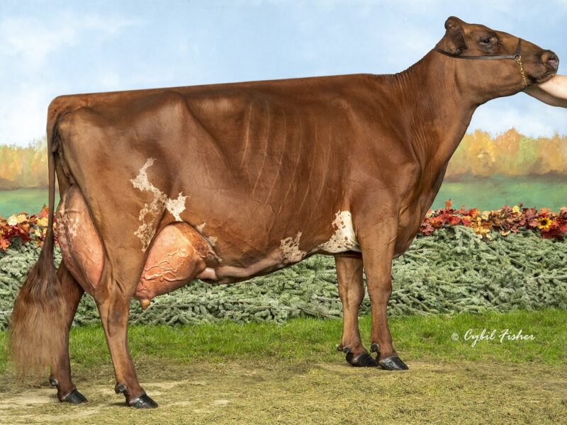 Runner Up (J5) Toppglen Wishful Thinking ET (Tanner, Brennan, Marissa & Logan Topp) UNITED STATES OF AMERICA