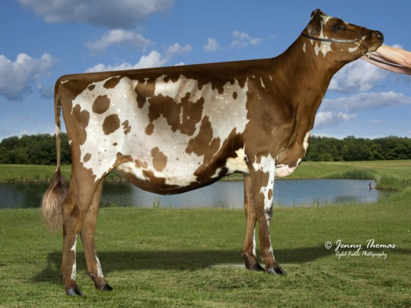 2nd Runner Up B5 - Jomill Burdette Kalliope (Palmyra Tri Star Burdette) Owned by Glamour View Farm USA