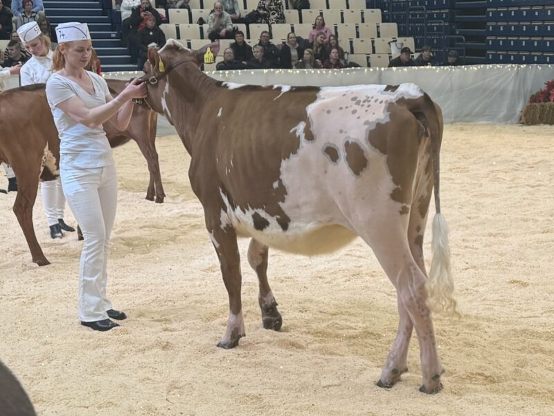 Junior Champion Joukolan Z-Uriel