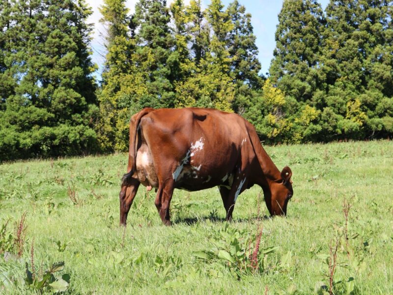 2nd Runner Up - K1 - Pukekaraka Distinct Memo - Owned by Daniel & Rachel Simons Family trust (New Zealand)