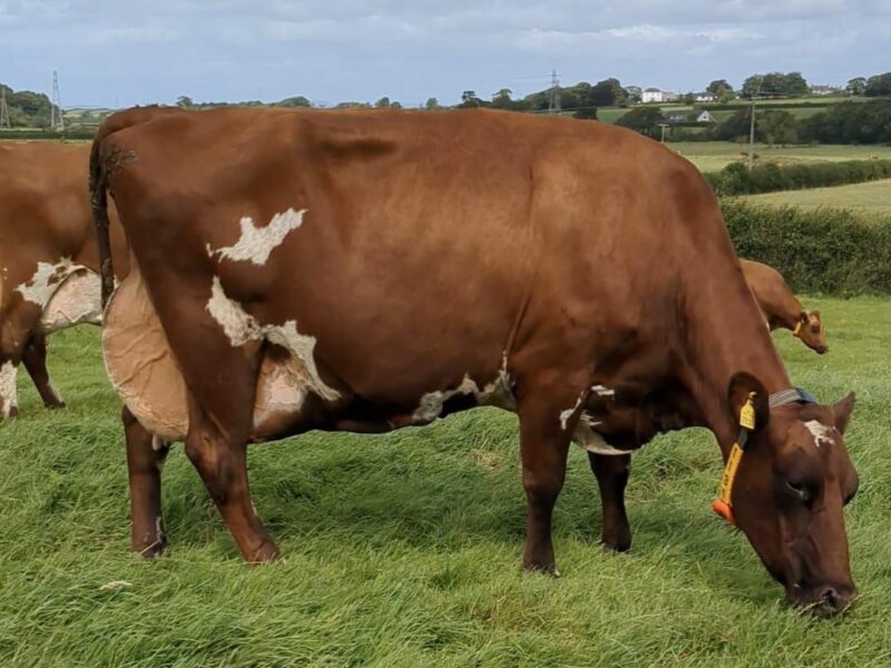 World Winner & The Peoples Choice Winner - K2 - Troutbeck Burdette Jess 3 - Owned Frank, Margaret, James & Philip Mattinson (United Kingdom)