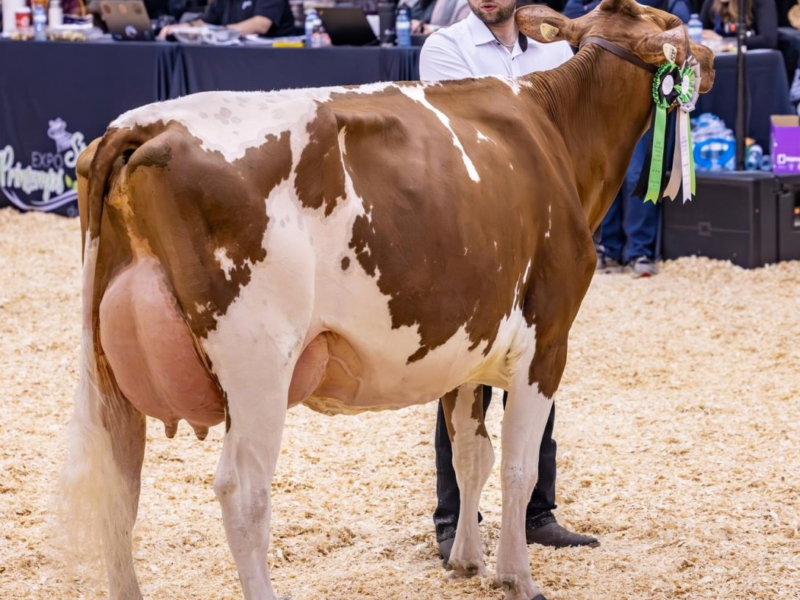 Runner Up - K3 - Margot Caplan - Owned by Ferme Margot (Canada)
