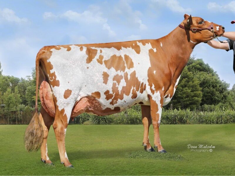 Reserve - Kiteroa Cream Bubbette ET (Palmyra Tri-Star Burdette) from Zane Kite, NZ