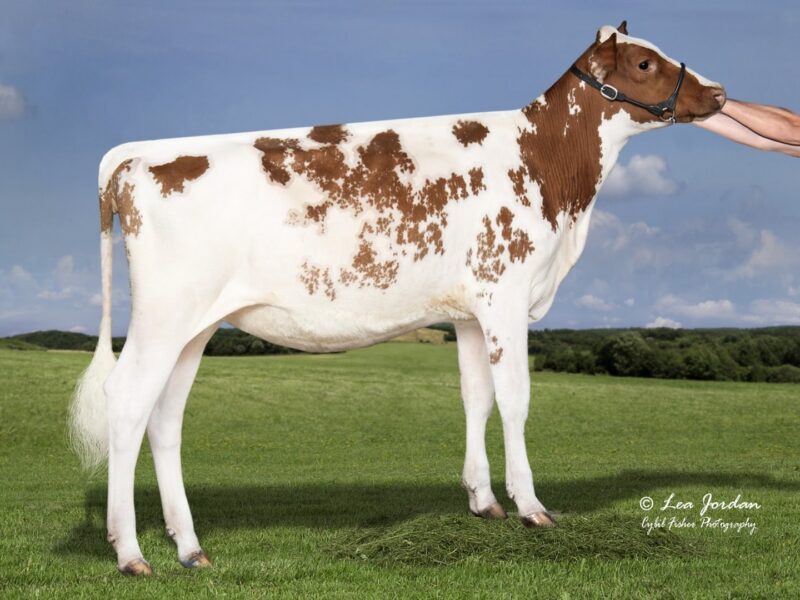 1st & Peoples Choice - Lil-e's Gman Twizzler (Duo Star Gentleman ET), Glamourview, Walkersville, MD, USA