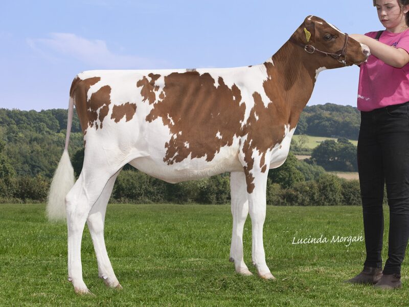 Second Runner Up - Stardust Supreme Queenie -Sired by Sandyford Supreme Owned by Millie Tomlinson UK