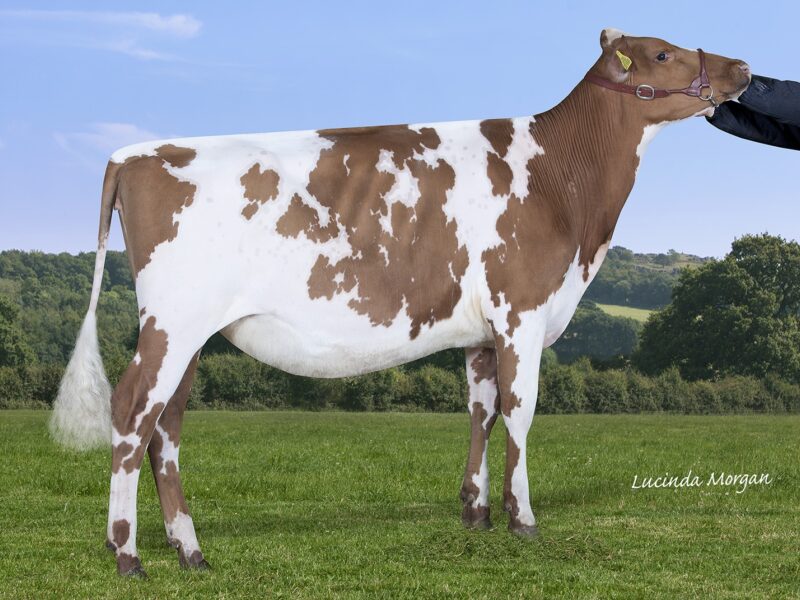 Winner B2 - Millford Maple Lark (Sandyford Maple Man) Owned by A Timbrell and M Tomlinson UNITED KINGDOM