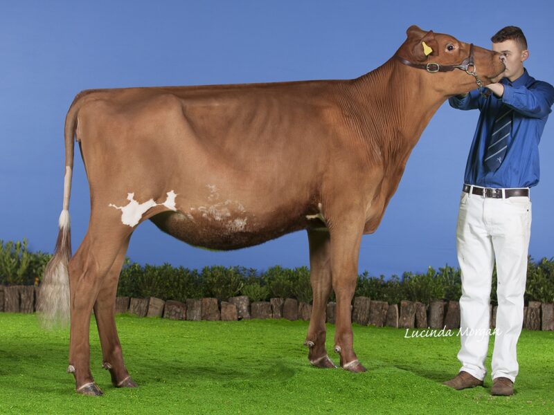 The People Choice, Sandyford Famed Clover(Hunnington Famous), E T Tomlinson & Son, UK