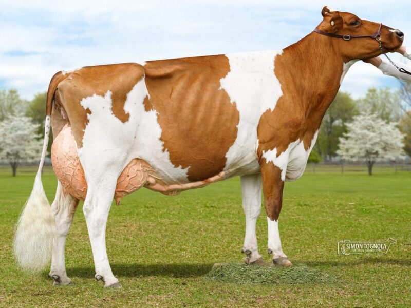 Reserve - Magic Park Shady Maiden (Shady Walnut Conn) from Munden Farms, Oz