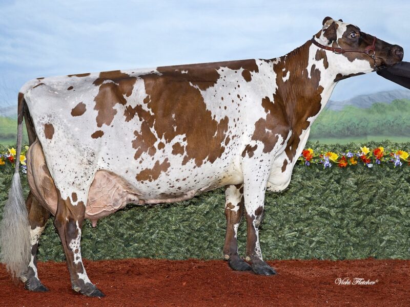 2nd Runner Up J1 - Margot Patagonie (Margot Calimero) Owned by Ferme Margot CANADA