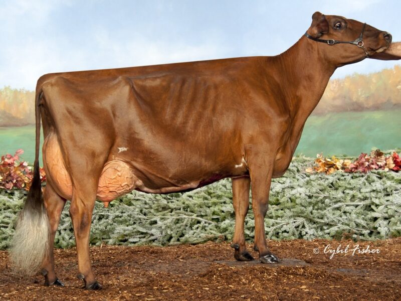 The Peoples Choice Winner H5 - Marilie Gentleman Karmina USA