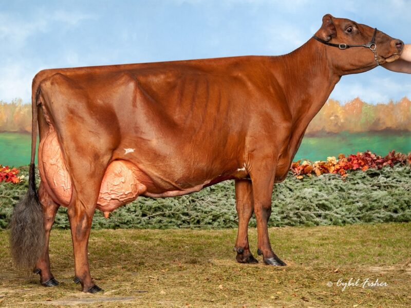 Champion & Peoples choice winner - Marilie Gentleman Karmina (Duo Star Gentleman) from Budjon & Peter & Lyn Vail, USA