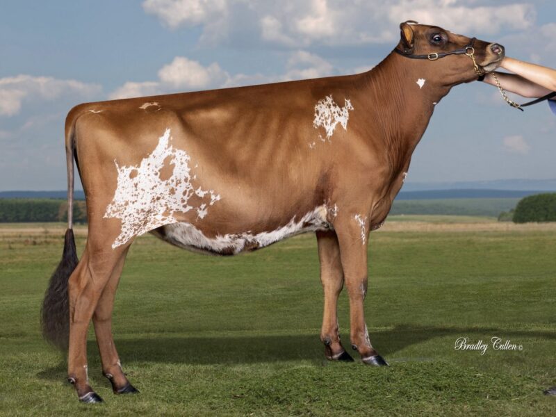 Winner - Mayfield Farms Vicking Showcase (De La Plaine Vicking), P & V Timbs, NSW, Australia