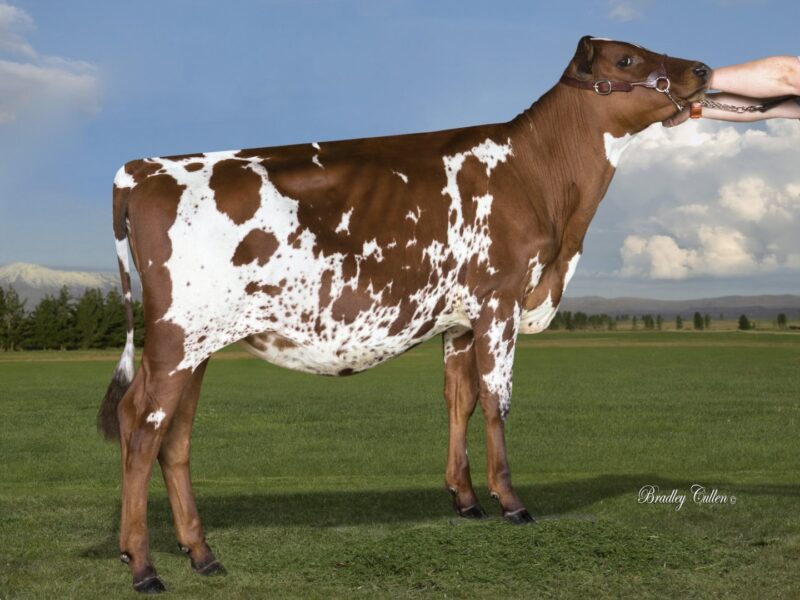 2nd Runner Up A3 - Montrose Platinum Spireet (Tristar Platinum) Owned by A McPike NEW ZEALAND