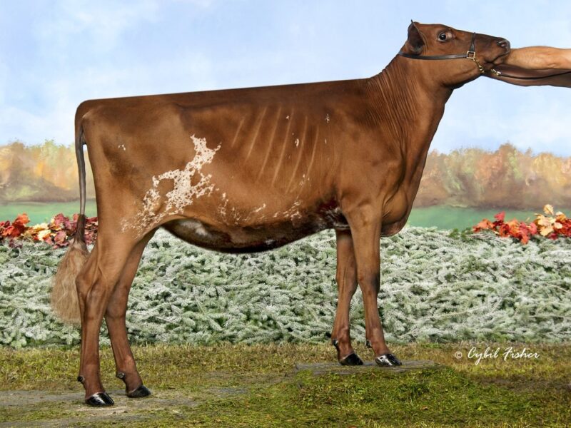 Runner Up & Peoples Choice - Mowry's Reagan Mocha (Palmyra Berkely Reagan ET), Cassie, Sabrina & Celeste Clark, Springville, PA, USA