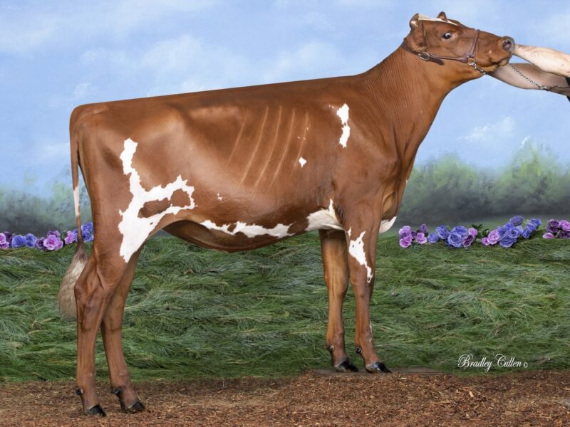 2nd Runner Up - Munden Farms Rubicom Mardley (Des Coteaux Rubicom) Munden Farms, VIC, Australia