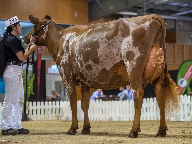 New Zealand Dairy Event Supreme Interbreed Champion
