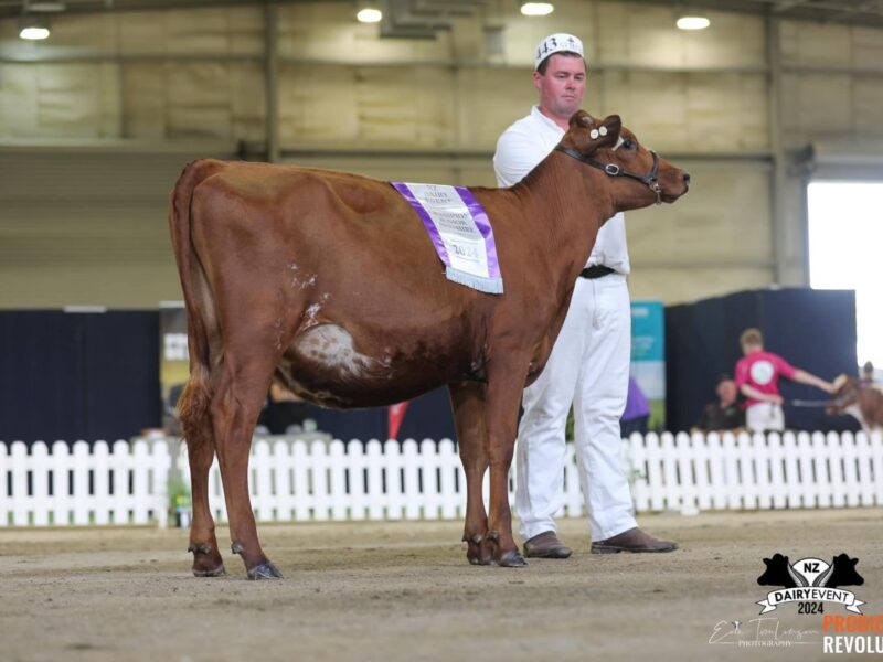 Junior Champion