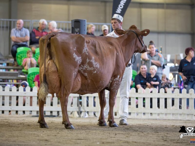 Grand Champion NZ Dairy Event 2025