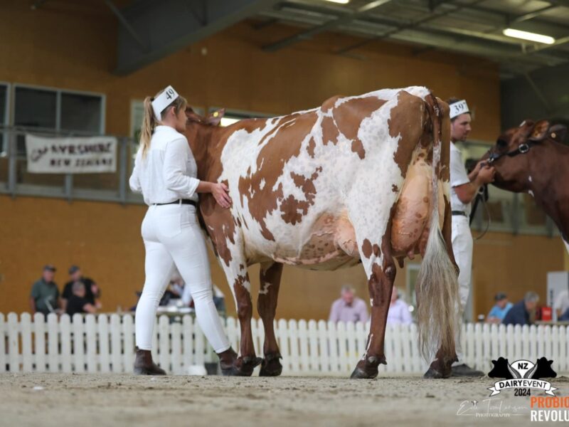 Senior and Grand Champion Ayrshire