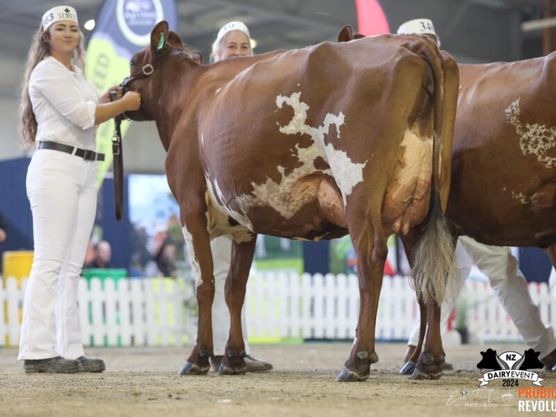 Intermediate Champion