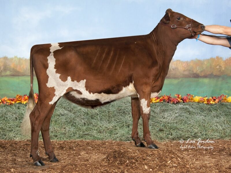 Reserve was Old-Bankston-AL Whoops owned by Ava Lahmers, Marysville, OH USA