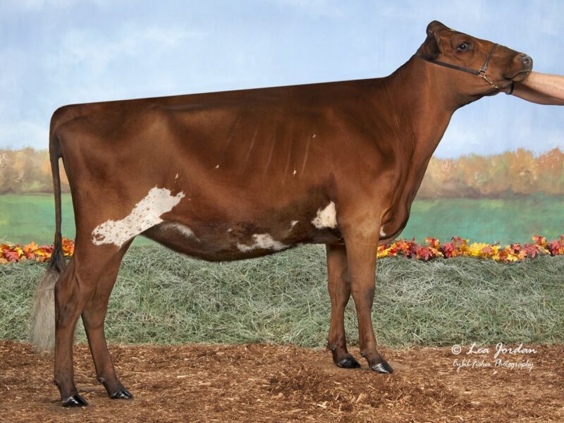 Reserve is Old-Bankston-AL Wynonna-ET owned by Kurt, Ted & Scott Wolf + Adam Wolf, Epworth, IA USA