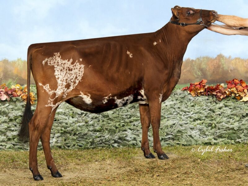 The Peoples Choice Winner - Old-Bankston Brdt Jisette ET