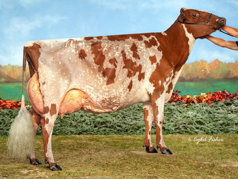 Reserve & Peoples Choice - Old-Bankston-JC Banner (Palmyra Berkley Reagan) from Lager & Walton - Glamourview, USA