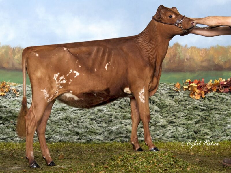 Runner up - Old Bankstons One Night Stand (Palmyra Reality G-Man) Owned by Old Bankston Ayrshires USA