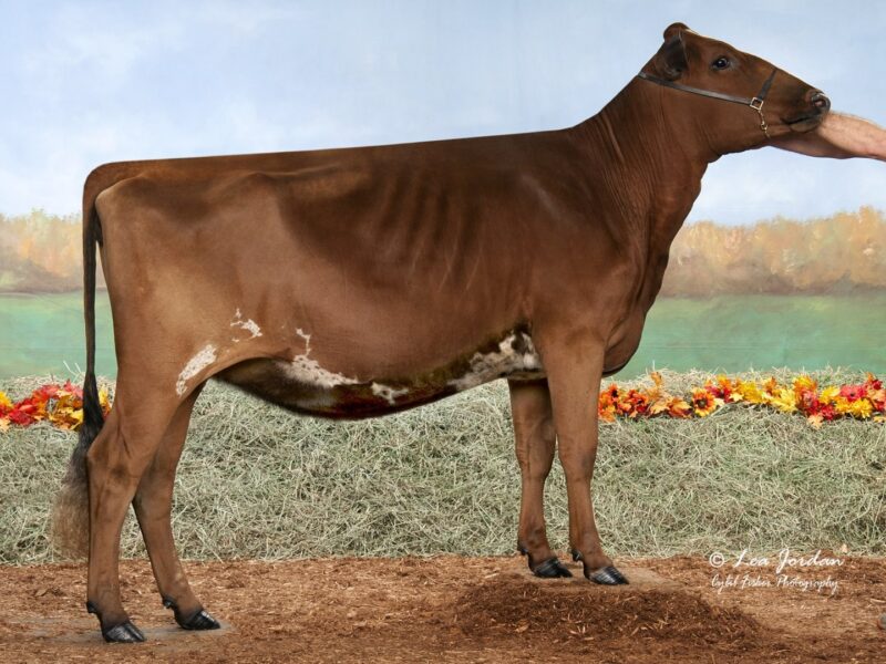 2nd Runner Up D5 - Old-N-Lazy Gentle Whammy (Duo Star Gentleman) Owned by Glamour View Farm USA