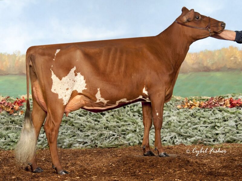 Runner Up E5- Old-N-Lazy Madison (De La Plaine Vicking) Owned by Ridale Genetics & M & M Cattle Co USA