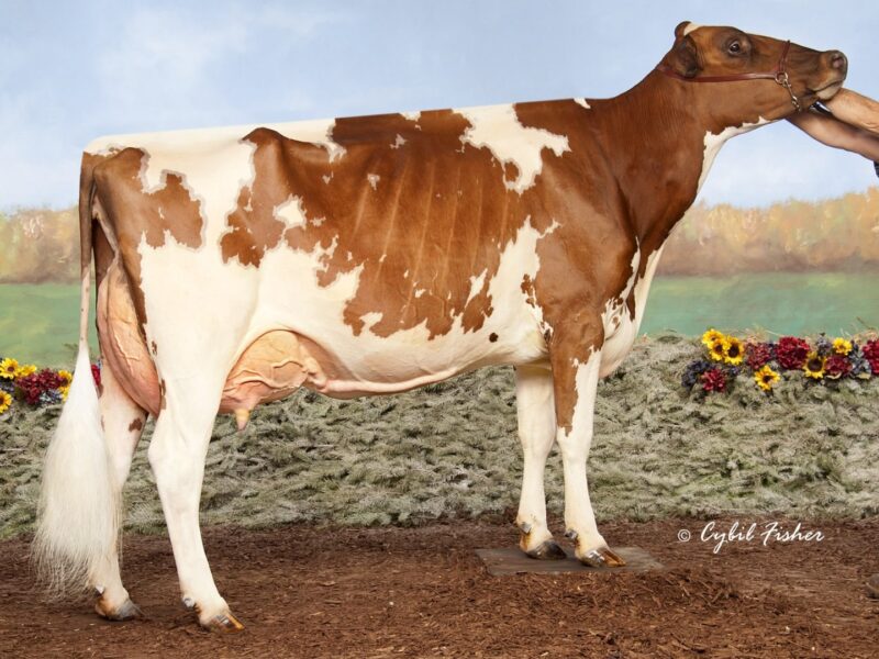 Winner G5 - Palmyra Berkely P Ruth (Palmyra Bendig Berkely) Owned by Palmyra Farm, J DeLavergne & L Schirm USA